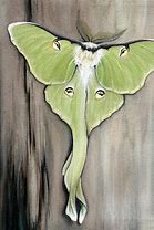 Image result for Moth Painting
