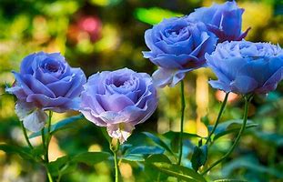 Image result for What Colors Are Roses Naturally
