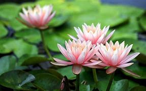Image result for iOS 5 Lotus