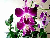 Image result for Orchid Flower