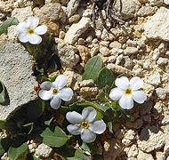 Image result for Myosotis colensoi