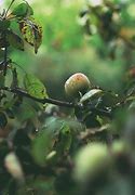 Image result for Summer Apples