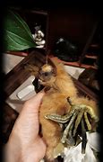 Image result for Bat Art Doll