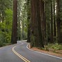 Image result for California Coast Redwood