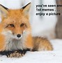 Image result for Staring Fox Meme