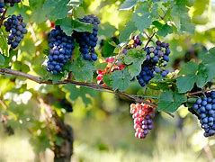 Image result for Grape Vine Branches
