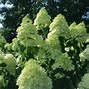 Image result for Hydrangea paniculata limelight