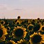 Image result for Yellow Sunflower Aesthetic Wallpaper iPhone