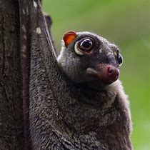 Image result for Flying Lemur Poses