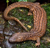 Image result for Black Earless Monitor Lizard