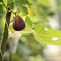 Image result for Dwarf Fruit Trees Zone 8 Best Choices