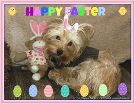 Image result for Happy Easter Dog Meme
