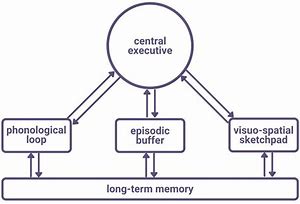 Image result for Working Memory Model Mind Map