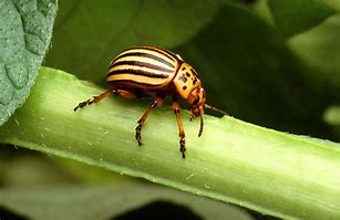 Image result for "potato-beetle"