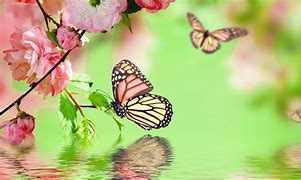 Image result for Laptop Desktop Wallpaper Beautiful Butterfly