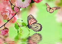 Image result for Desktop Backgrounds Butterflies