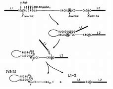 Image result for pre-mRNA Splicing