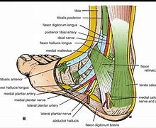 Image result for Foot Ankle Anatomy
