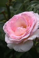 Image result for Pink Promise Hybrid Tea Rose