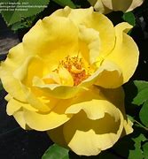 Image result for Hybrid Tea Rose Midas Touch