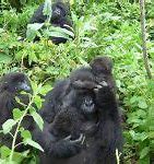 Image result for Columbus Zoo Gorillas