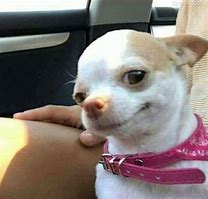 Image result for Chihuahua Smile Meme