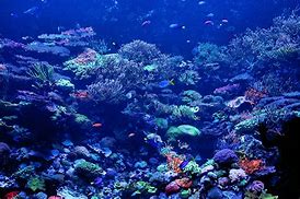 Image result for coral reef image | id:AF86CC98D5E38000A0471E113F5569222499DE96