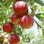 Image result for Red Dutch Apple Trees