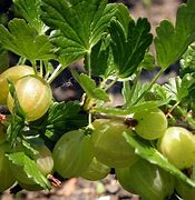Image result for Ribes uva-crispa Hinnonmaeki Geel
