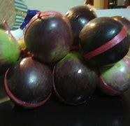 Image result for Jamaican Star Apple