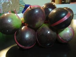 Image result for Jamaican Apple