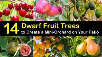 Image result for Dwarf Fruit Trees Zone 8 Best Choices