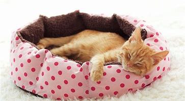 Image result for cats bed