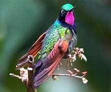 Image result for Lamprolaima Trochilidae