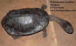 Image result for Hydromedusa Chelidae