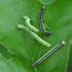 Image result for "fall-cankerworm"
