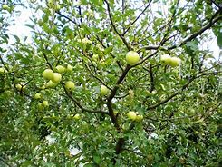 Image result for Old Time Green Apple Tree