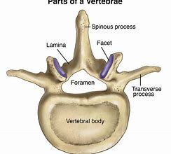Image result for Vertebrae Bones