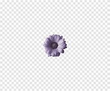 Image result for Dark Purple Chrysanthemum