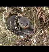 Image result for Otter Nest Box