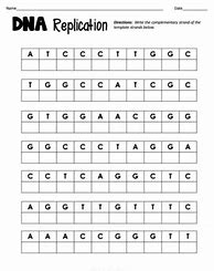 Image result for DNA Replication Practice Worksheet
