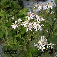 Image result for ASTER DIVARICATUS  BETH CHATTO