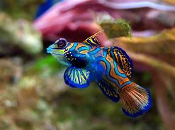 Image result for Freshwater Fish in Aquarium