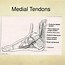 Image result for Peroneus Longus and Brevis Tendons
