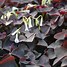 Image result for Oxalis triangularis Burgundy Wine