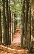 Image result for Netherlands Forest