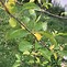 Image result for Apple Tree Yellow Shoot