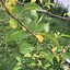 Image result for Yellowing Leaves On Apple Tree