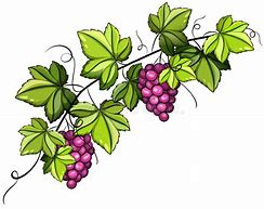 Image result for Grape Vineyard Clip Art