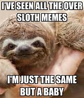 Image result for Adorable Sloth Memes
